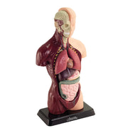 Australian Geographic Human Anatomy Model 27cm 8pc