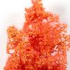 AK Interactive AK8266 1/35 Fantasy Bushes Red Orange