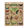 Cavallini Entomologie Moths and Butterflies 1000pc Jigsaw Puzzle
