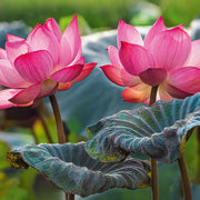 Cherry Pazzi 20012 Pink Lotus Flowers 500pc Jigsaw Puzzle