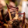 Dirty Down DRD301 Gore 15ml