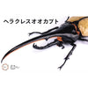 Fujimi Biology Edition Dynastes Hercules FI No.26 4968728171210