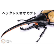Fujimi Biology Edition Dynastes Hercules FI No.26 4968728171210