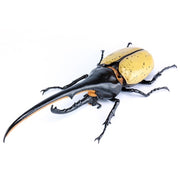 Fujimi Biology Edition Dynastes Hercules FI No.26 4968728171210