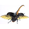 Fujimi Biology Edition Dynastes Hercules FI No.26 4968728171210