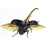 Fujimi Biology Edition Dynastes Hercules FI No.26 4968728171210