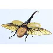 Fujimi Biology Edition Dynastes Hercules FI No.26 4968728171210