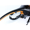 Fujimi Biology Edition Dynastes Hercules FI No.26 4968728171210