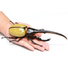 Fujimi Biology Edition Dynastes Hercules FI No.26 4968728171210