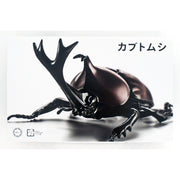 Fujimi Biology Edition Beetle FI No.21