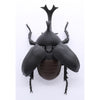 Fujimi Biology Edition Beetle FI No.21