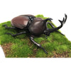 Fujimi Biology Edition Beetle FI No.21
