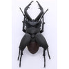Fujimi Biology Edition Stag Beetle FI No.22