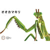 Fujimi Biology Edition Big Mantis FI No.23