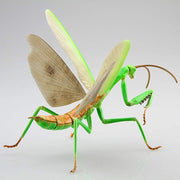 Fujimi Biology Edition Big Mantis FI No.23