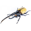 Fujimi Biology Edition Dynastes Hercules You Morinaga Explanatory notes and Instructions ver. 4968728171463