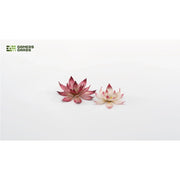 Gamers Grass Laser Plants Lotus Flower