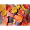 Magnolia 3525 Colorful Leaves 1000pc Jigsaw Puzzle
