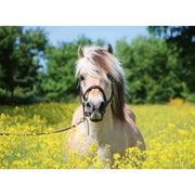 Ravensburger 00210-9 White Horse 500pc Jigsaw Puzzle