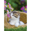 Ravensburger Kittens in the Countryside 2x500pc Jigsaw Puzzle