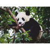 Ravensburger 00351-9 Panda Bear 500pc Jigsaw Puzzle