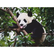 Ravensburger 00351-9 Panda Bear 500pc Jigsaw Puzzle