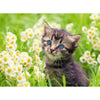 Ravensburger 00367-0 Cats Photo 500pc Jigsaw Puzzle