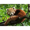 Ravensburger 00369-4 Red Panda Photo 500pc Jigsaw Puzzle