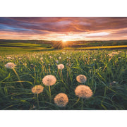 Ravensburger 00592-6 Dandelions at Sunset 500pc Jigsaw Puzzle