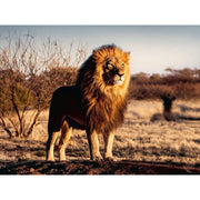 Ravensburger 00733-3 Lion King Of The Animals 1500pc Jigsaw Puzzle