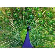 Ravensburger 01332-7 Peacock Puzzle 500pc Jigsaw Puzzle