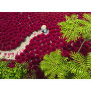 Ravensburger 01707-3 A Sea Of Red 500pc Jigsaw Puzzle