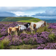 Ravensburger 01751-6 Wild Horses In The Heather 2000pc Jigsaw Puzzle