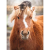 Ravensburger 01901-5 The Little Rider 500pc Jigsaw Puzzle 4005555019015