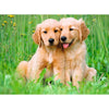 Ravensburger 01902-2 The Golden Retriever Brothers 500pc Jigsaw Puzzle 4005555019022