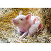 Ravensburger 05718-4 Farm Animals 2 x 12pc Jigsaw Puzzle