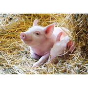 Ravensburger 05718-4 Farm Animals 2 x 12pc Jigsaw Puzzle
