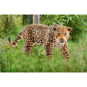 Schleich 14769 Jaguar