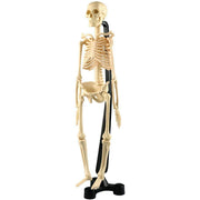 Australian Geographic Mini-Skeleton 46cm