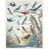 Cavallini Audubon Birds 1000pc Jigsaw Puzzle