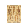 Cavallini Skeletal System 1000pc Jigsaw Puzzle