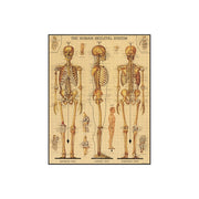 Cavallini 1000pc Skeletal System Jigsaw Puzzle