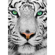 Enjoy 1257 White Siberian Tiger 1000pc Jigsaw Puzzle