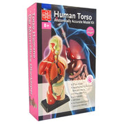 Edu-Toys Human Anatomy Model 27cm 8pc