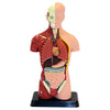 Edu-Toys Human Anatomy Model 27cm 8pc*