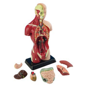 Edu-Toys Human Anatomy Model 27cm 8pc*
