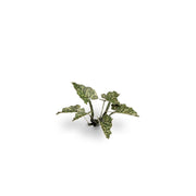 Gamers Grass GGLP-LAL Laser Plants Lords and Ladies