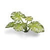 Gamers Grass GGLP-MT Laser Plants Monstera