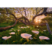 Heye 29906 Magic Forests Calla Clearing 1000pc Jigsaw Puzzle