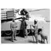Master Box 35131 1/35 Modern U.S. Tankmen in Afghanistan Sheep for the BBQ 4820113080890